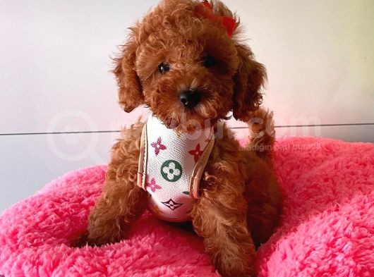 Orji̇nal Toy Poddle görsel