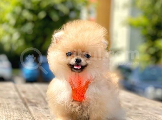 Safkan Pomeranian Boo Yavrular görsel