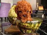 Mükemmel Toypoodle Bebeklerrr
