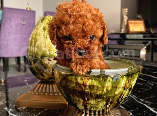 Mükemmel Toypoodle Bebeklerrr görsel
