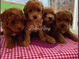 Evde Toy Ve Mi̇nyatür Seçenekli̇ Poodle Yavrular
