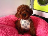 Orji̇nal Toy Poddle