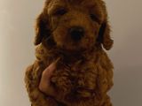 Evde Toy Ve Mi̇nyatür Seçenekli̇ Poodle Yavrular