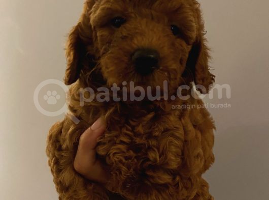 Evde Toy Ve Mi̇nyatür Seçenekli̇ Poodle Yavrular görsel