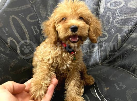 A Kali̇te Malti̇poo görsel