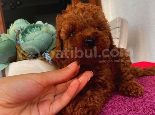 Karamelll Toypoodle In Yavrularııı görsel