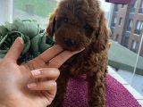 Evde Toy Ve Mi̇nyatür Seçenekli̇ Poodle Yavrular