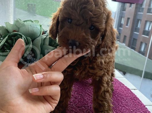 Evde Toy Ve Mi̇nyatür Seçenekli̇ Poodle Yavrular görsel