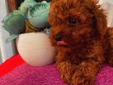 Karamelll Toypoodle In Yavrularııı