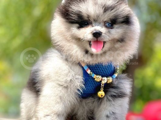 Safkan Pomeranian Boo Yavrular görsel