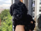 Evde Toy Ve Mi̇nyatür Seçenekli̇ Poodle Yavrular