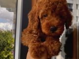 Mükemmel Toypoodle Bebeklerrr
