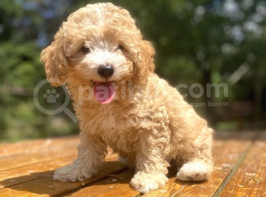 Orji̇nal Malti̇poo Bebeği̇mi̇z görsel