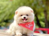 Safkan Pomeranian Boo Yavrular