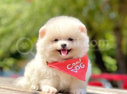 Safkan Pomeranian Boo Yavrular görsel