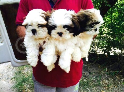 Shih Tzu Yavrulari Mama Ve Malzeme Kampanyali