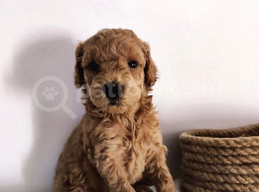 Süper Kalite Toy Poodle Bebeklerimiz Yeni Yuvasına Gitmeye Hazır