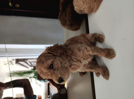 Süper Kalite Toy Poodle Bebeklerimiz Yeni Yuvasına Gitmeye Hazır görsel