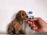 Süper Kalite Toy Poodle Bebeklerimiz Yeni Yuvasına Gitmeye Hazır