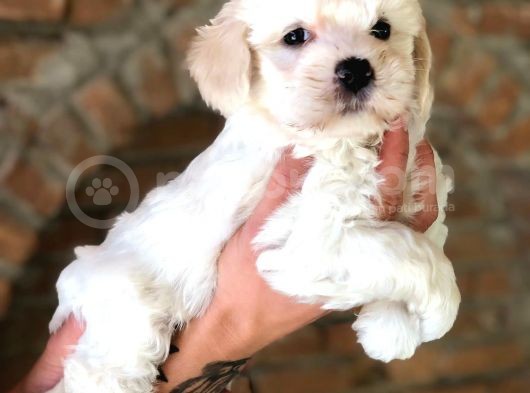 Mini Boyda Orjinal Maltese Yavrularım görsel