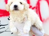 Mini Boyda Orjinal Maltese Yavrularım