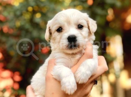 Son 1 Di̇şi̇ 1 Erkek Malti̇poo Yavrulari