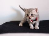 Ev Ortamından Scottish Fold Ve British Shorthair Yavrular