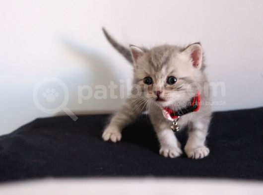 Ev Ortamından Scottish Fold Ve British Shorthair Yavrular görsel
