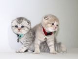 Ev Ortamından Scottish Fold ve British Shorthair Yavrular
