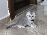 Ev Ortamından Scottish Fold Ve British Shorthair Yavrular