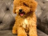 Sevi̇mli̇ Toy Poodle Bebi̇şleri̇mi̇z