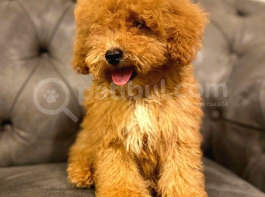 Sevi̇mli̇ Toy Poodle Bebi̇şleri̇mi̇z görsel