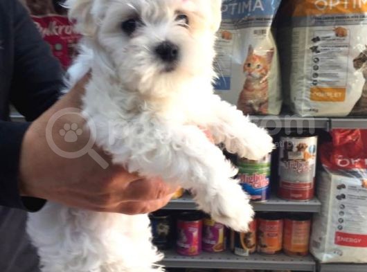 Maltese Terrier Yavruları