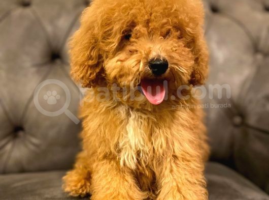 Sevi̇mli̇ Toy Poodle Bebi̇şleri̇mi̇z