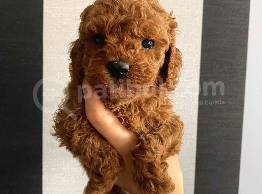 Ev Doğumlu Poodle Bebekler görsel