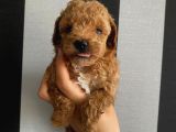 Ev Doğumlu Poodle Bebekler