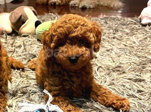 Üst Düzey Kalitedeki Show Class Toy Poodle Bebegimiz görsel