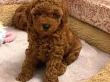 A Kalite Orjinal Red Toy Poodle Yavrularimiz