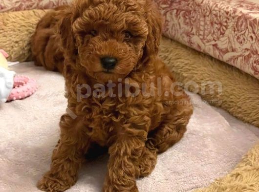 A Kalite Orjinal Red Toy Poodle Yavrularimiz görsel