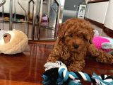 Saglik Ve Irk Garanti̇li̇ Toy Poodle Yavrularimiz