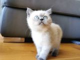 British Shorthair Yavruları