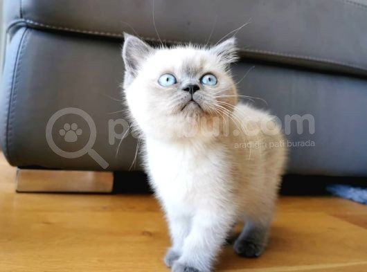 British Shorthair Yavruları görsel