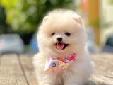 Ayıcık Surat Boo Pomeranian Yavrular