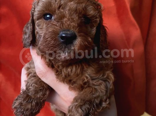 Ev Doğumlu Poodle Bebekler görsel