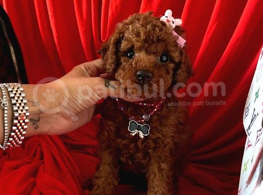 Akıllı Toy Boy Poodle Yavrular