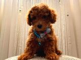 Toy Ve Mi̇nyatür Seçenekli̇ Poodle Yavrular
