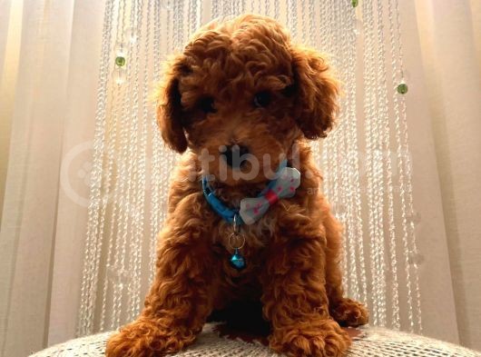 Toy Ve Mi̇nyatür Seçenekli̇ Poodle Yavrular görsel