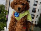 Toy Ve Mi̇nyatür Seçenekli̇ Poodle Yavrular