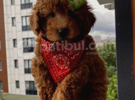 Toy Ve Mi̇nyatür Seçenekli̇ Poodle Yavrular görsel