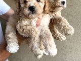 Alerji̇ Yapmayan Koku Yapmayan Toy Poodle Bebi̇şler